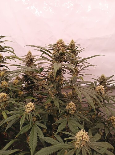 Growreport Bild 29