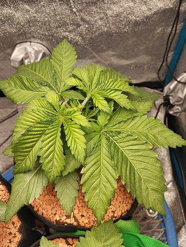 IMG_20241208_205024 - Kopie