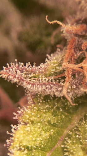 Growreport Bild 18