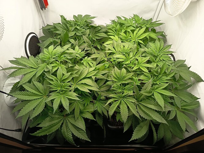 Growreport Bild 2