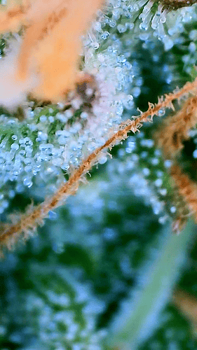 Growreport Bild 7