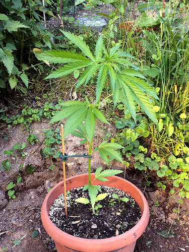 Bagseed