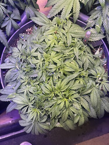 Growreport Bild 98
