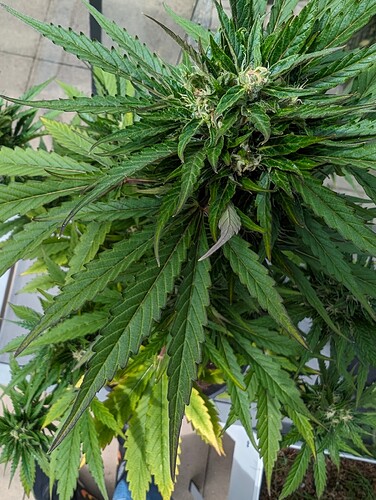 PXL_20240614_094350143