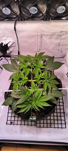 Growreport Bild 1