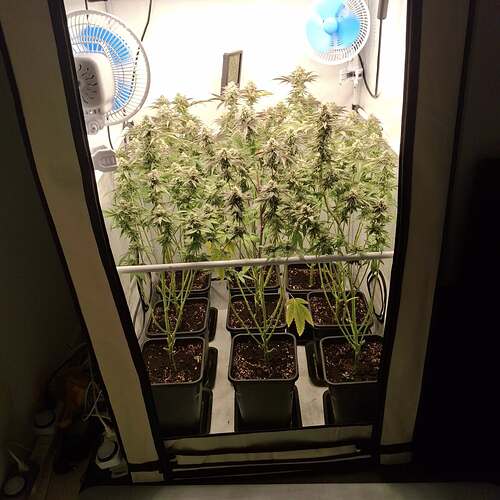 Growreport Bild 6