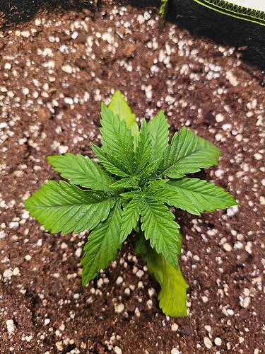 Growreport Bild 6