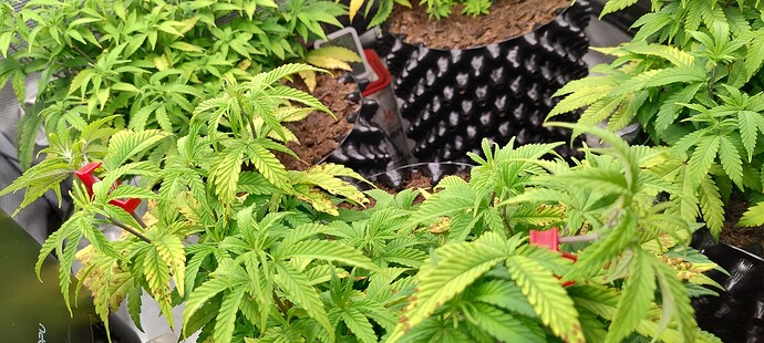 IMG_20251027_120327373_HDR