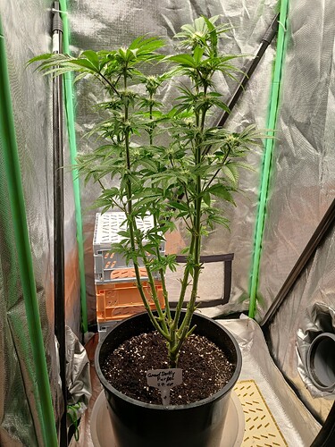 Growreport Bild 1