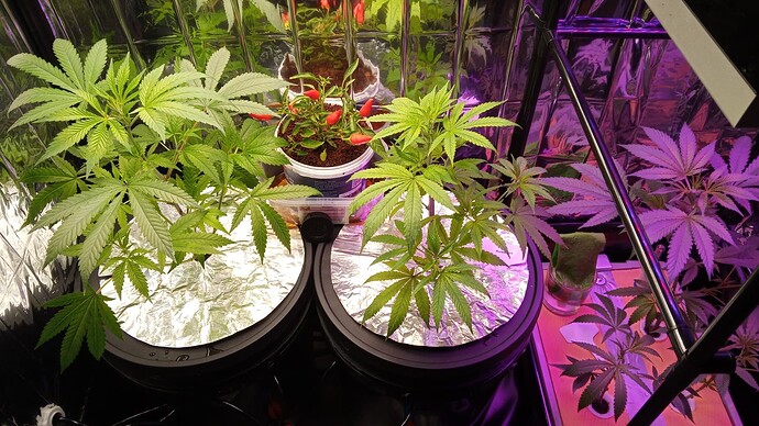Growreport Bild 1