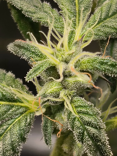 Growreport Bild 5