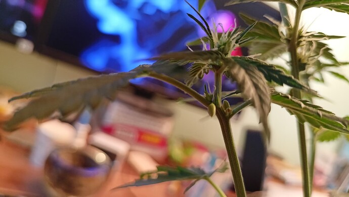 Growreport Bild 6