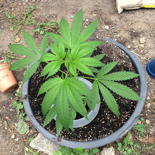 Grow26_0702_07