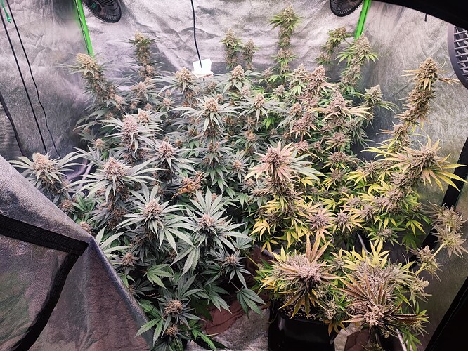 Growreport Bild 31