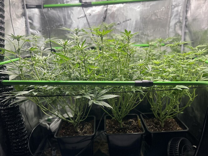 Growreport Bild 69
