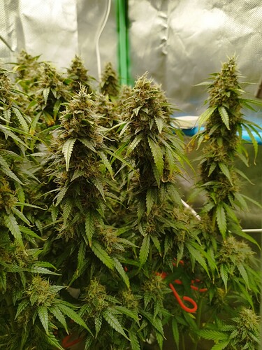 Growreport Bild 4