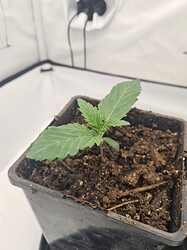 Growreport Bild 1