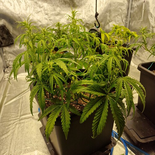 Growreport Bild 3