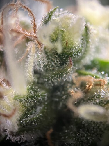 Growreport Bild 17