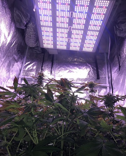 Growreport Bild 4