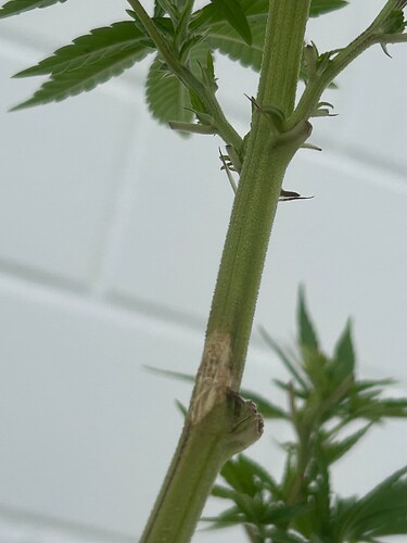 Growreport Bild 52