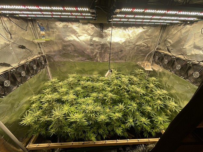 Eine Growbox mit mehreren Cannabis-Pflanzen in der Blütephase, beleuchtet von LED-Lampen und belüftet durch mehrere Ventilatoren.