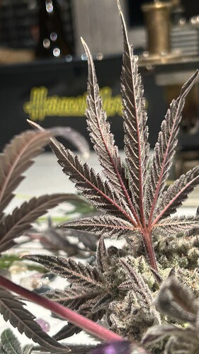 Growreport Bild 11