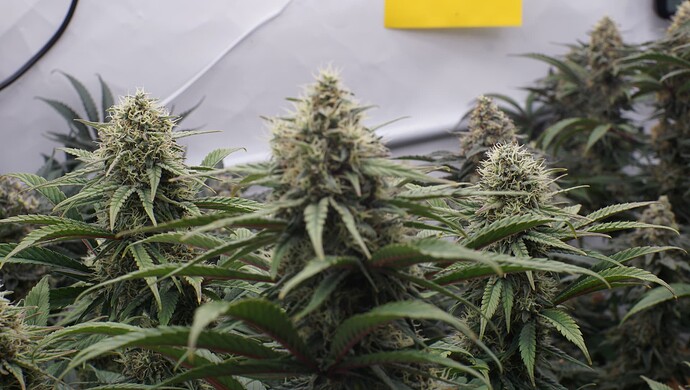 Growreport Bild 3