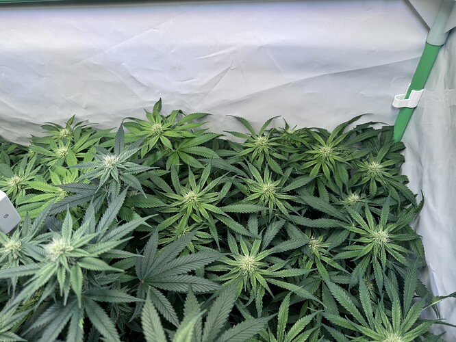 Growreport Bild 18