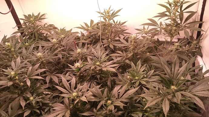 Growreport Bild 16