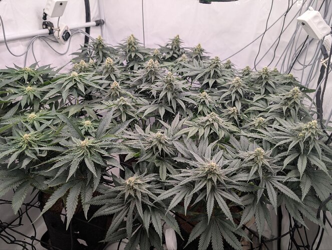 photo_2025-12-07_17-52-12