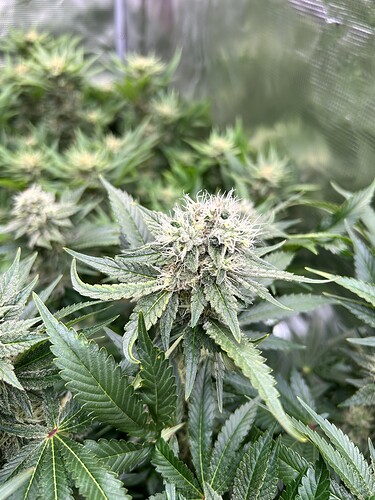 Nahaufnahme einer blühenden Cannabispflanze mit Trichomen und weißen Stigmen.