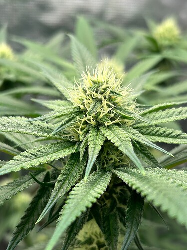 Growreport Bild 21