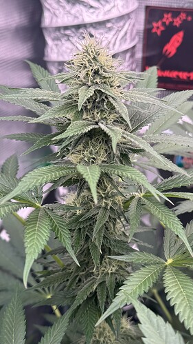 Growreport Bild 21