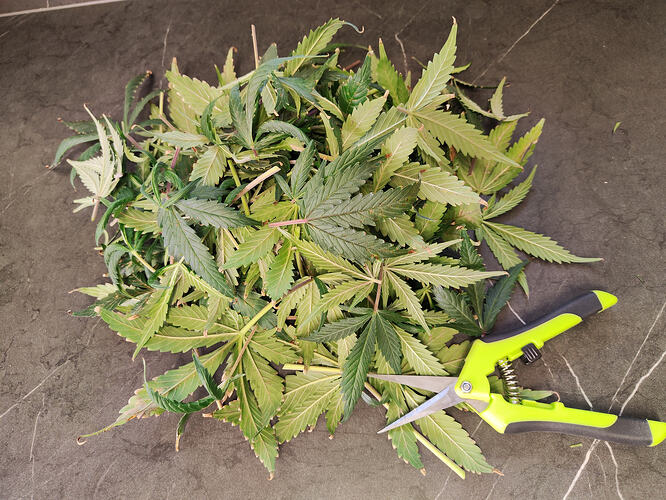 Growreport Bild 3