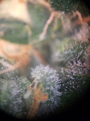 Growreport Bild 6