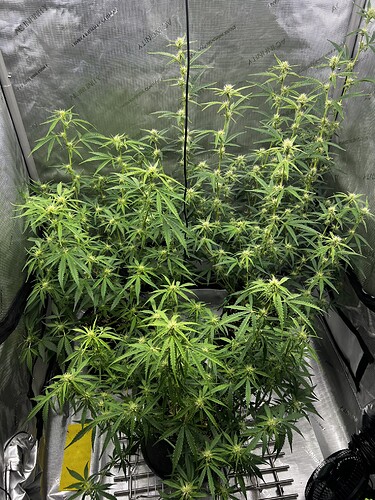 Growreport Bild 4