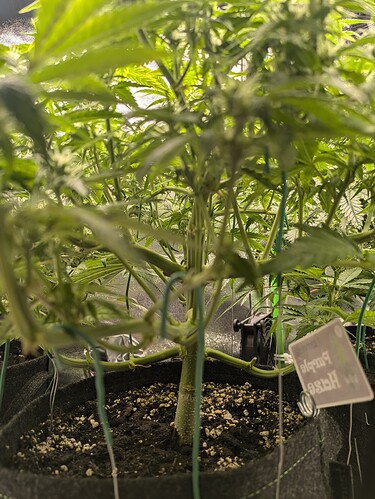 Growreport Bild 43