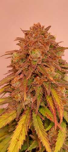 Lemon Skunk BT56
