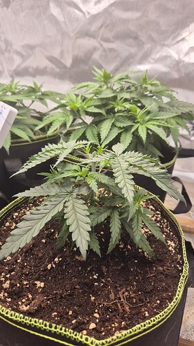 Growreport Bild 1