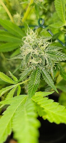Growreport Bild 38