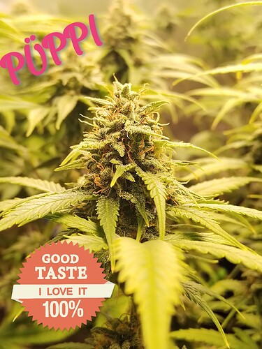Growreport Bild 3