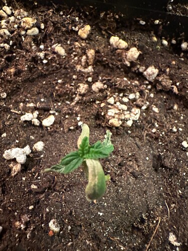 Growreport Bild 3