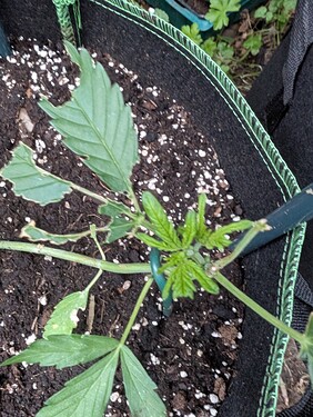 PXL_20250708_181551356.MP