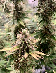Growreport Bild 11