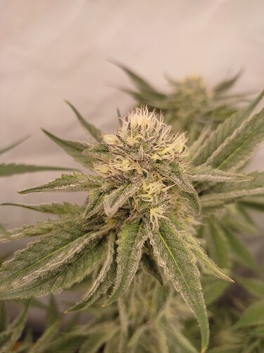 Growreport Bild 30