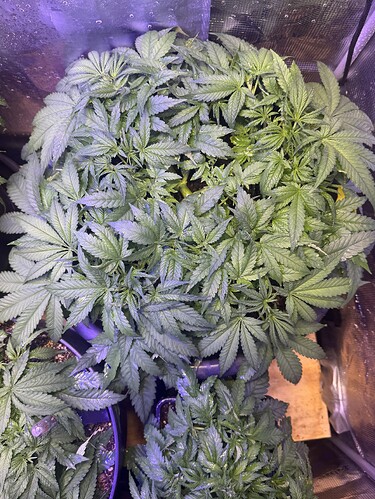 Growreport Bild 102