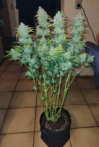 Growreport Bild 12