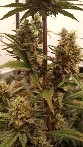 Growreport Bild 23