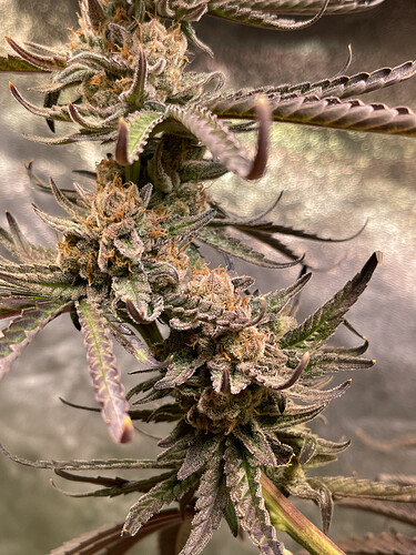 Growreport Bild 3